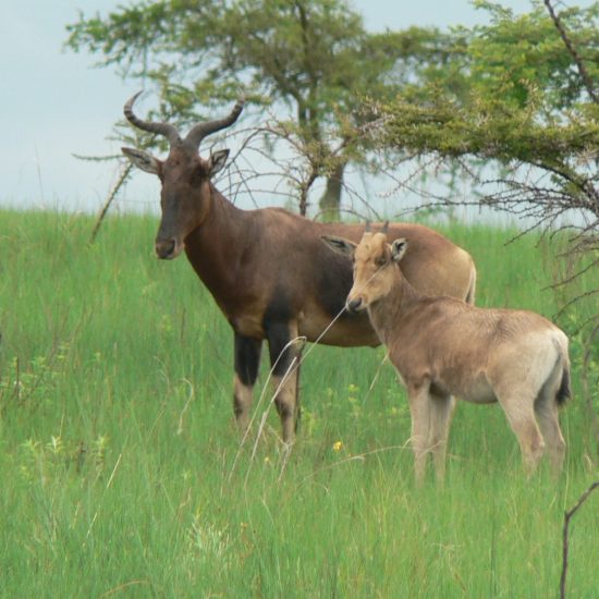 Swaytne's Hartebeest