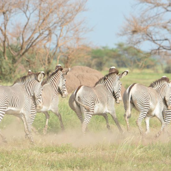 Grevy's zebra